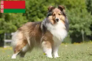 Read more about the article Sheltie tenyésztők és kölykök Fehéroroszországban