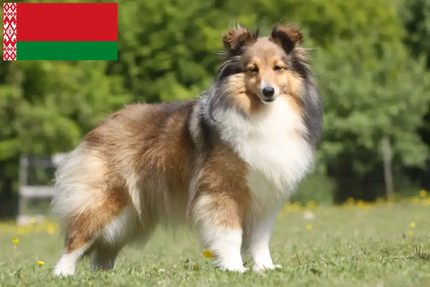 Sheltie kiskutyák és tenyésztők Fehéroroszország Itt találhat Shelties tenyésztőket Fehéroroszországban.