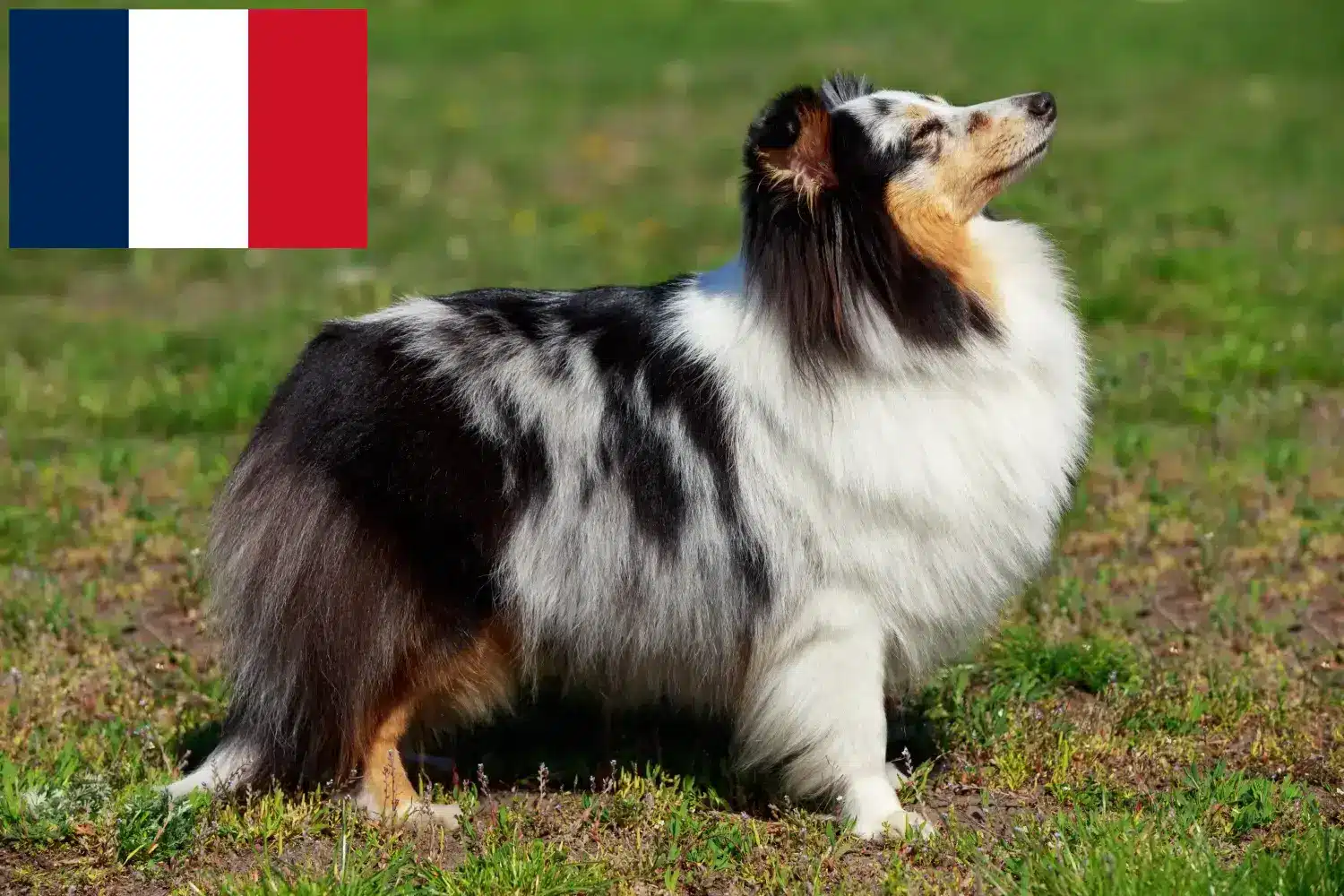 Sheltie kölykök és tenyésztők Franciaország Itt találhat Shelties tenyésztőket Franciaországban.
