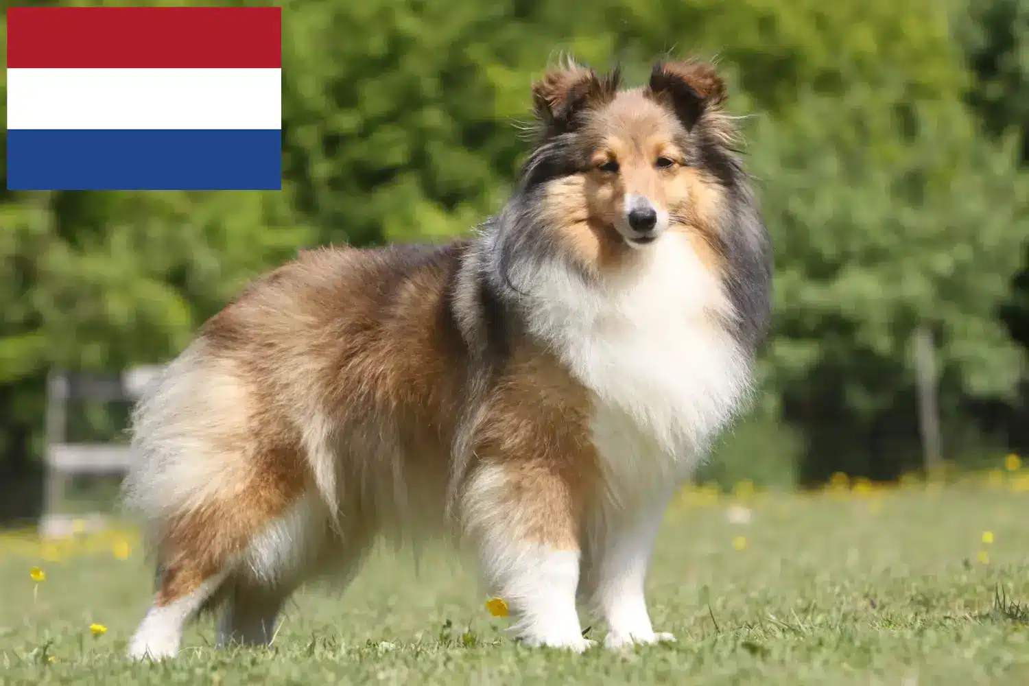 Sheltie kölykök és tenyésztők Hollandia Itt találhat Shelties tenyésztőket Hollandiában.