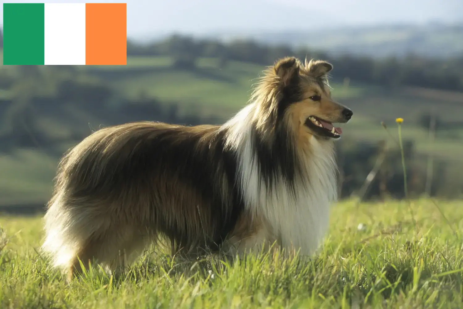 Sheltie kiskutyák és tenyésztők Írország Írországi shelties tenyésztőket itt találsz.