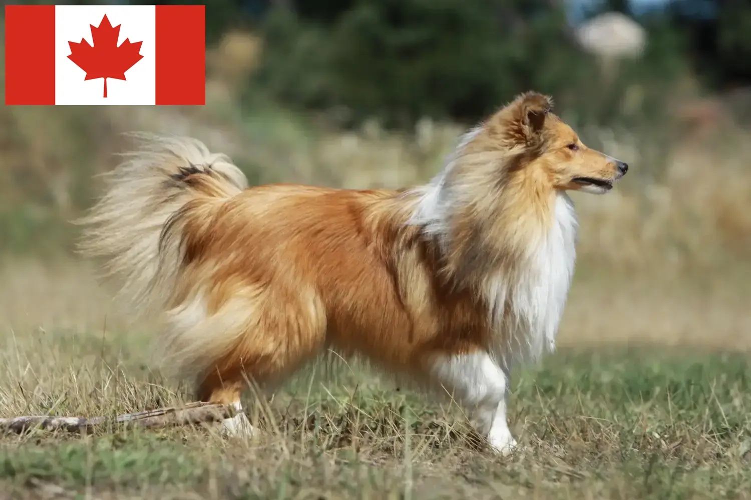 Sheltie kölykök és tenyésztők Kanada Kanadai Shelties tenyésztőket itt találsz.