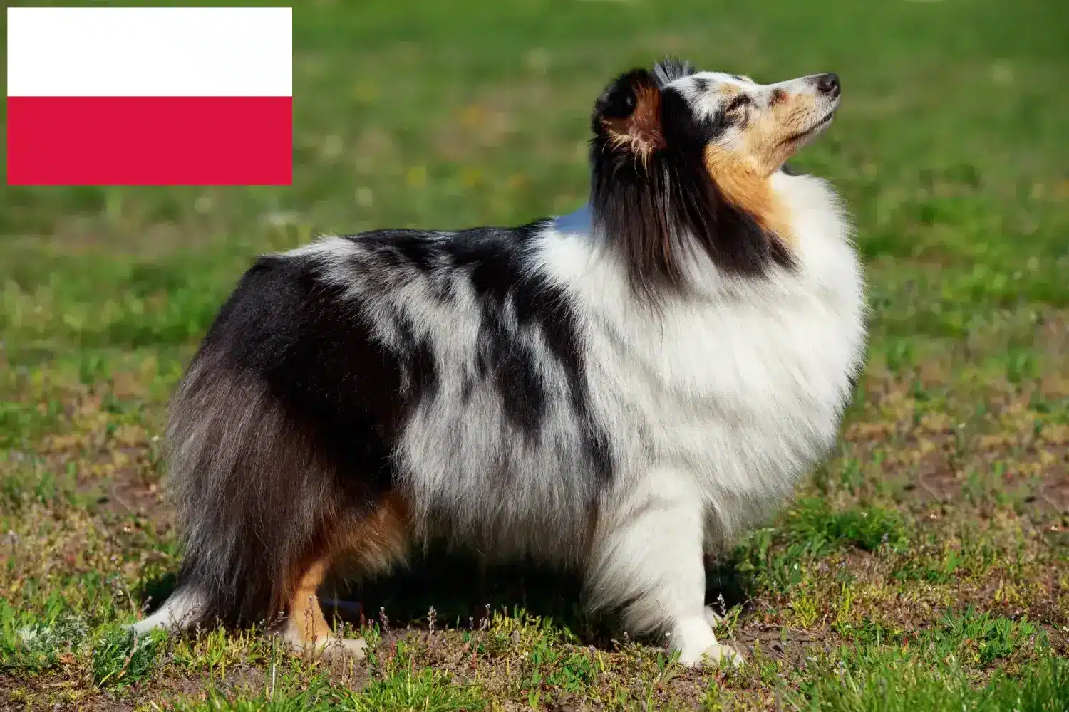 Sheltie kölykök és tenyésztők Lengyelország Itt találhat Shelties tenyésztőket Lengyelországban.