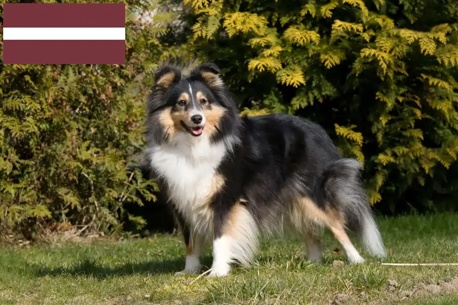 Sheltie kiskutyák és tenyésztők Lettország Itt találhatsz Shelties tenyésztőket Lettországban.
