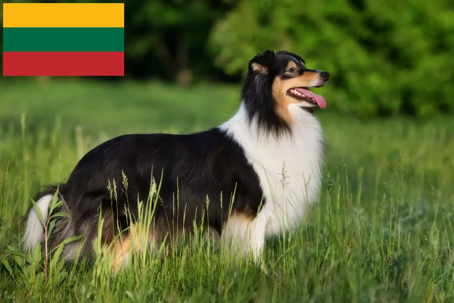 Sheltie kiskutyák és tenyésztők Litvánia Litvánia shelties tenyésztőit itt találja.