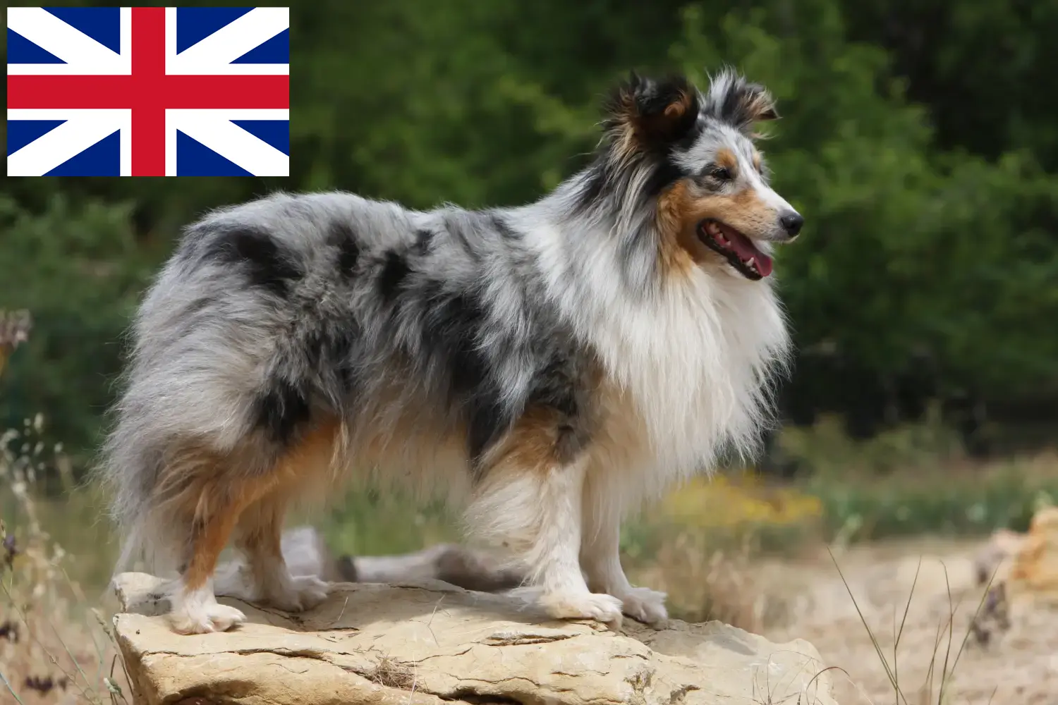 Sheltie kiskutyák és tenyésztők Nagy-Britannia Itt találhat Shelties tenyésztőket Nagy-Britanniában.