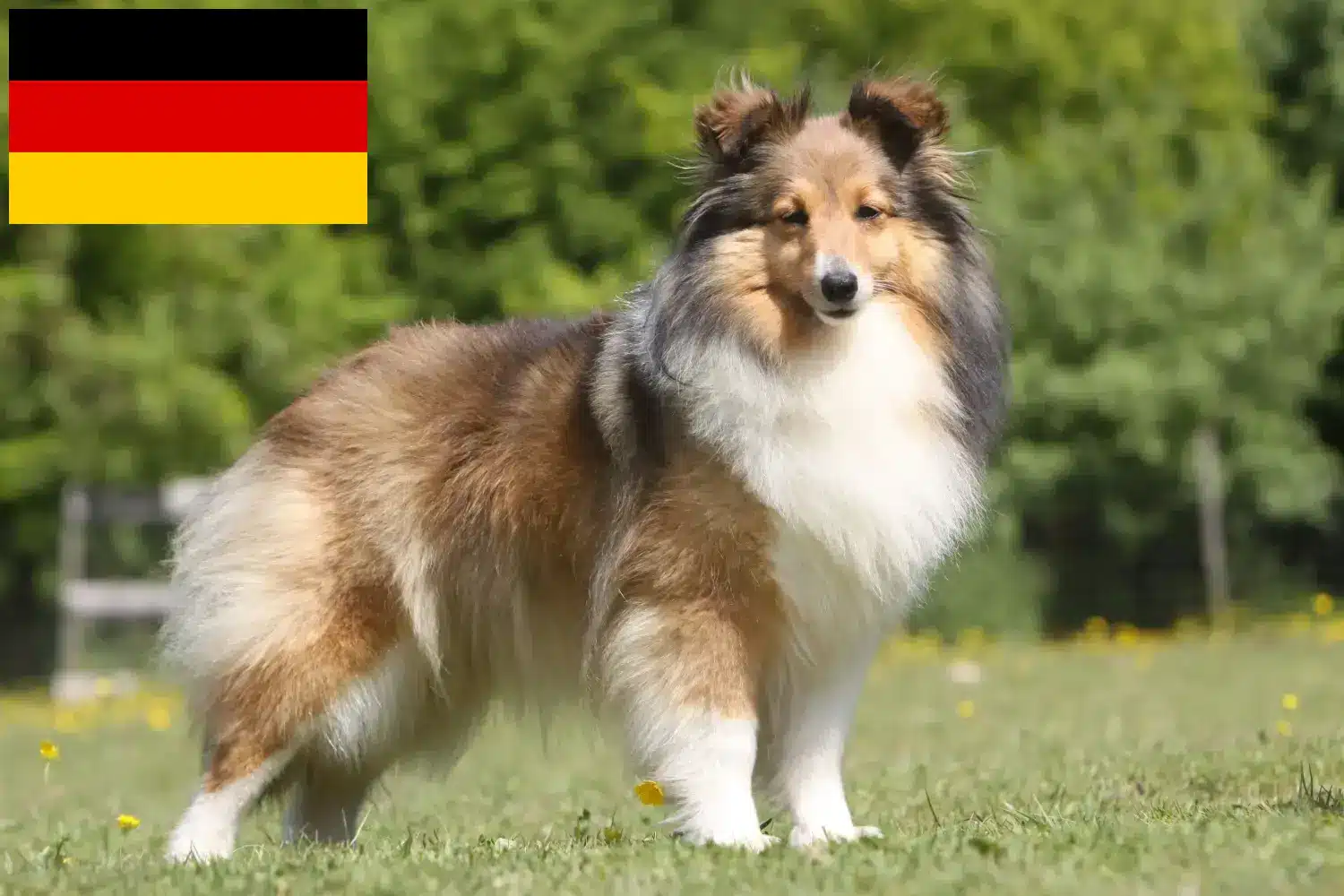 Sheltie kiskutyák és tenyésztők Németország Itt találhat Shelties tenyésztőket Németországban.