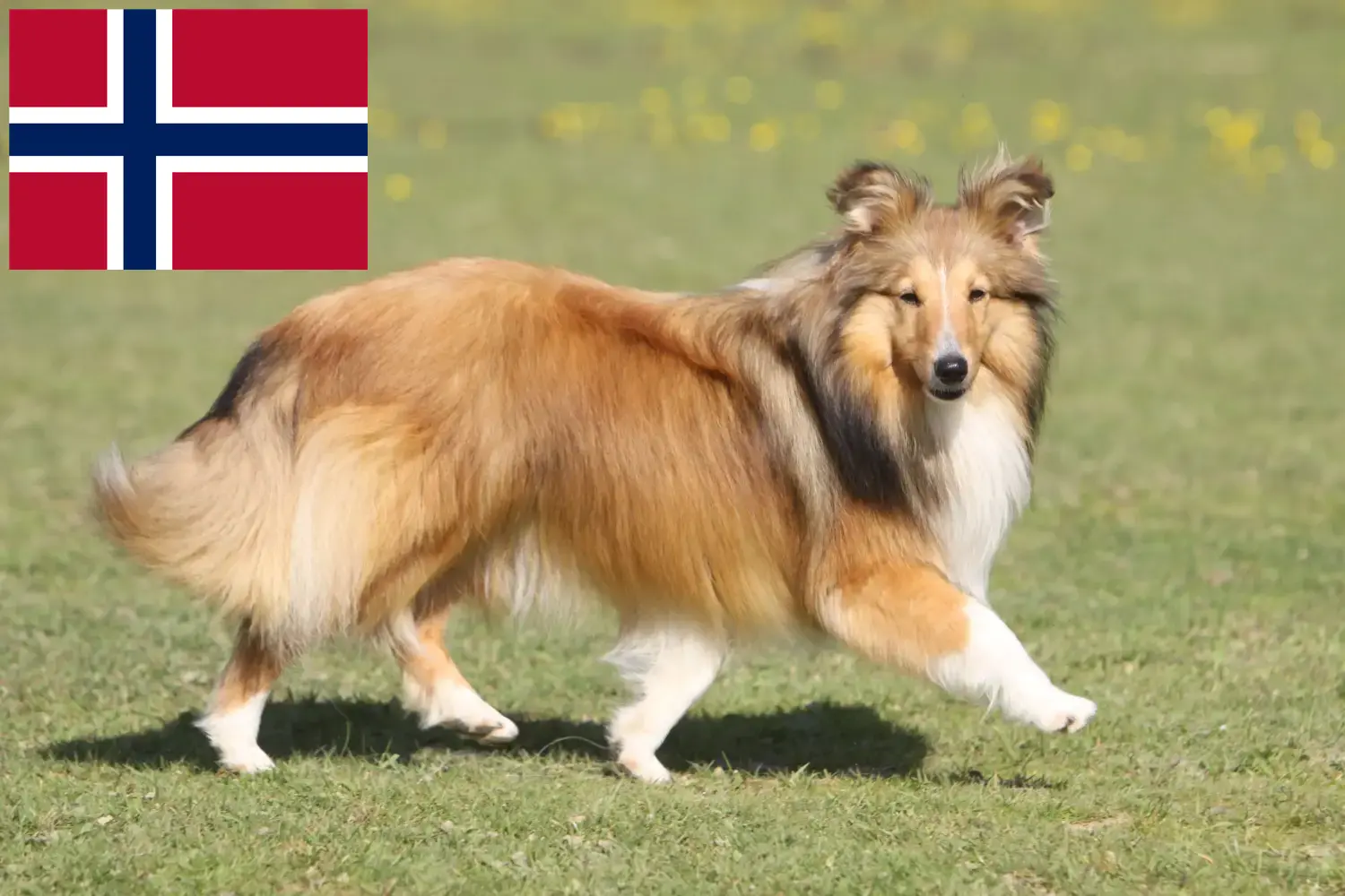 Sheltie kiskutyák és tenyésztők Norvégia Itt találhat Shelties tenyésztőket Norvégiában.