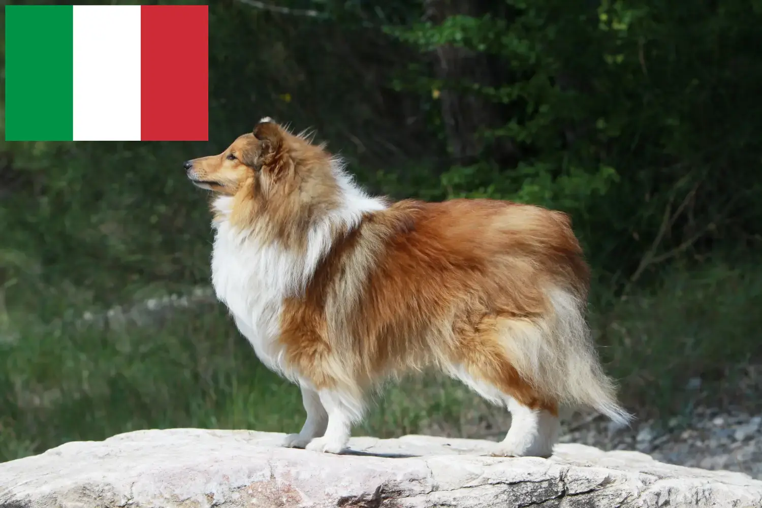 Sheltie kölykök és tenyésztők Olaszországban Itt találhat Shelties tenyésztőket Olaszországban.