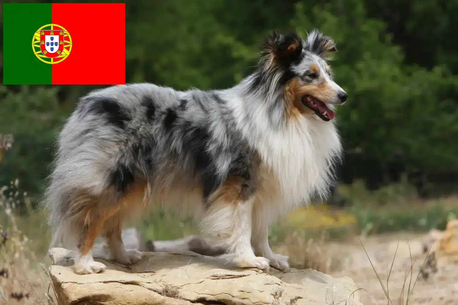 Sheltie kölykök és tenyésztők Portugália Shelties tenyésztőket Portugáliában itt találsz.