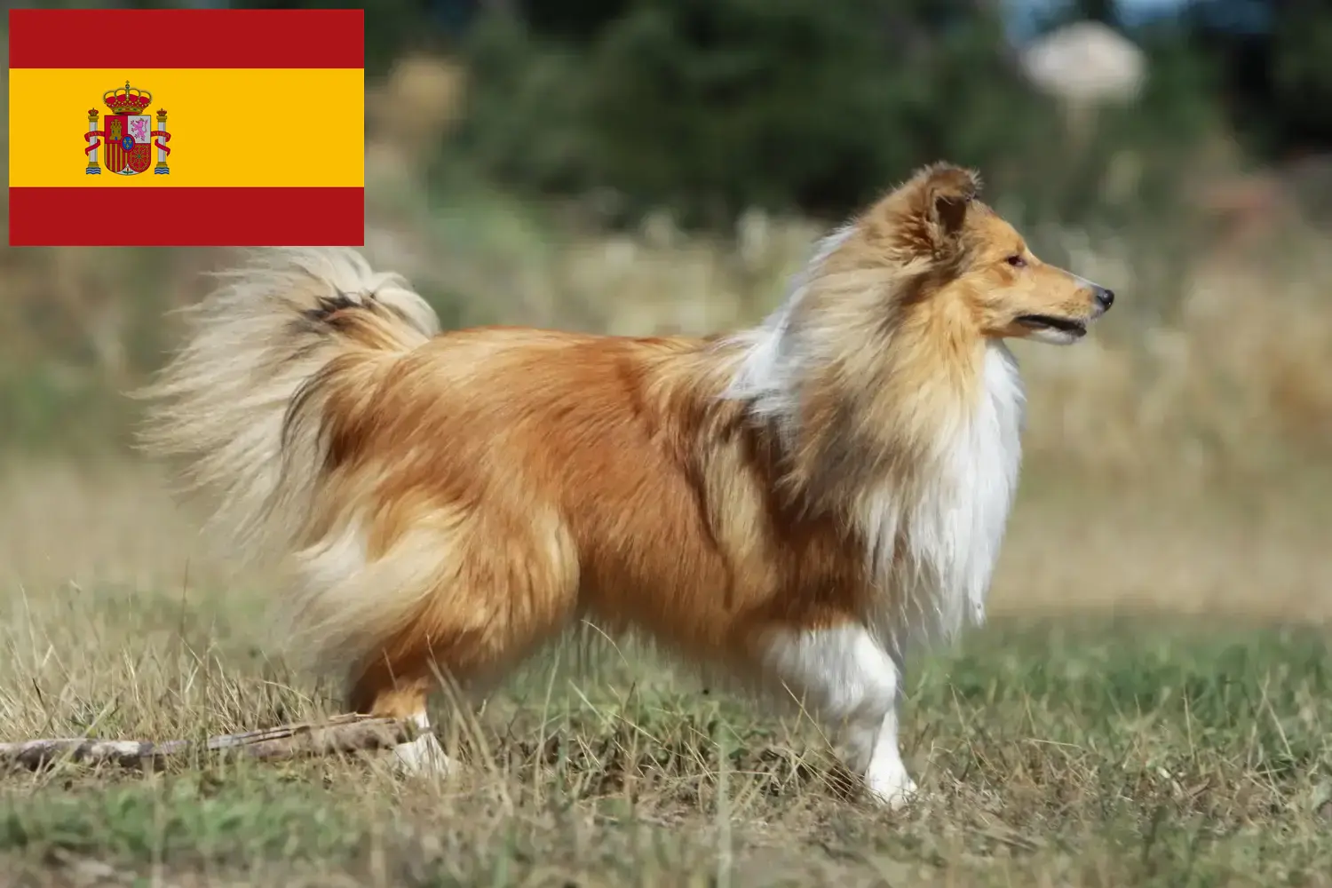 Sheltie kiskutyák és tenyésztők Spanyolország Spanyolországi Shelties tenyésztőket itt találsz.