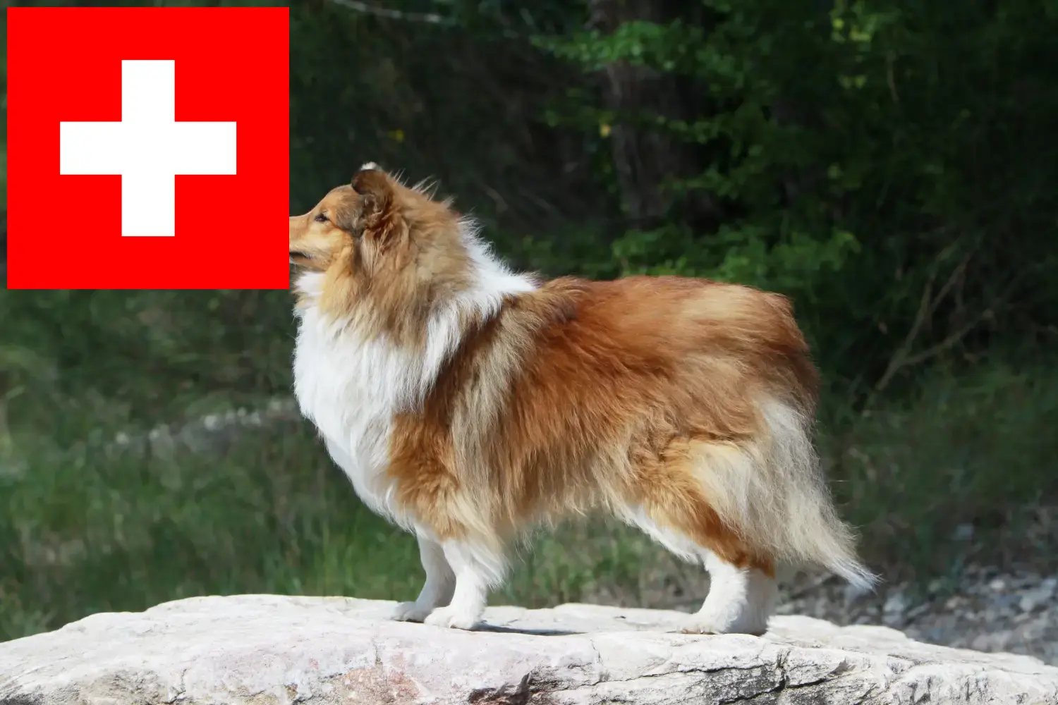 Sheltie kiskutyák és tenyésztők Svájc Itt találhat Shelties tenyésztőket Svájcban.
