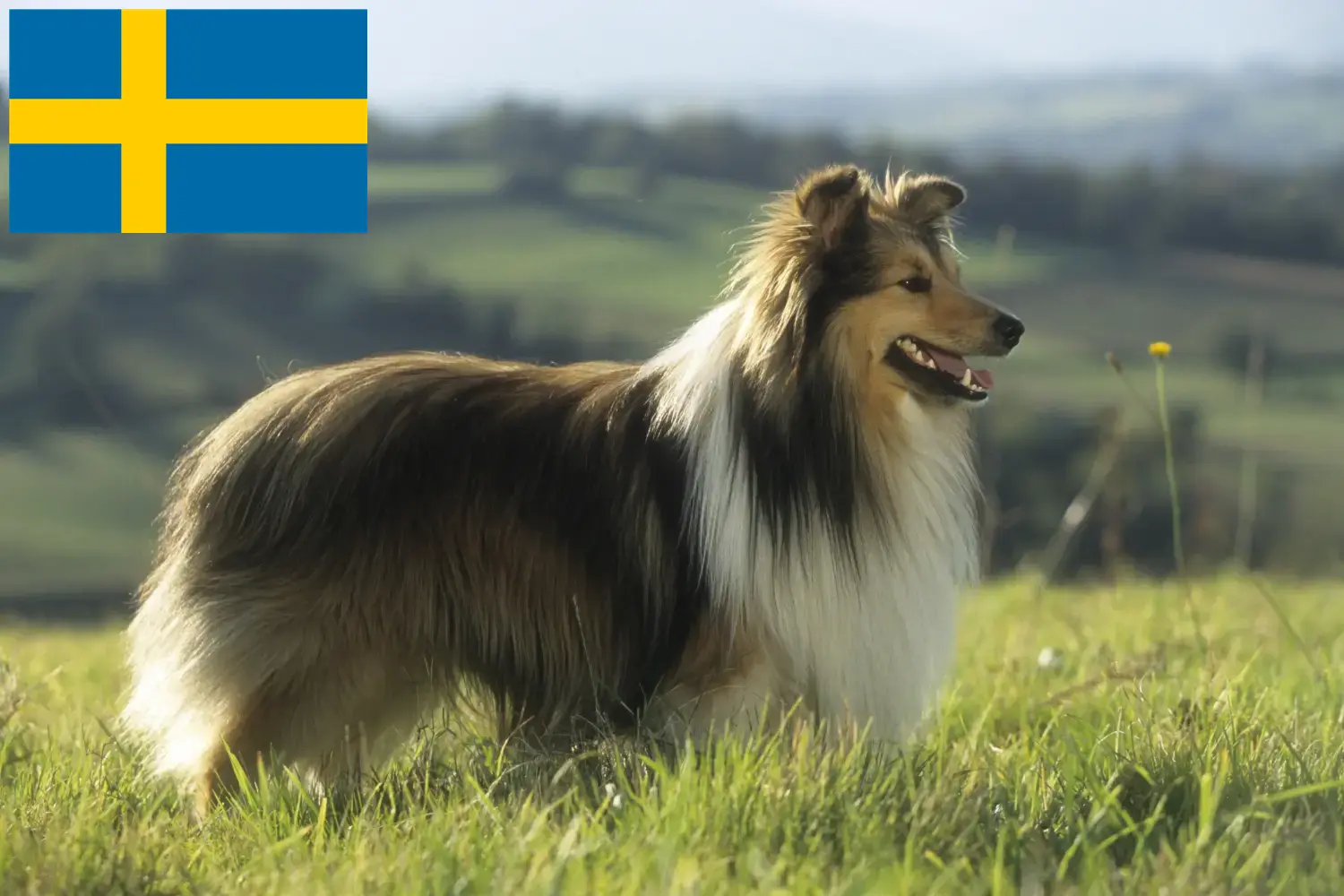 Sheltie kölykök és tenyésztők Svédországban Svédországban található Shelties tenyésztők itt találhatók.