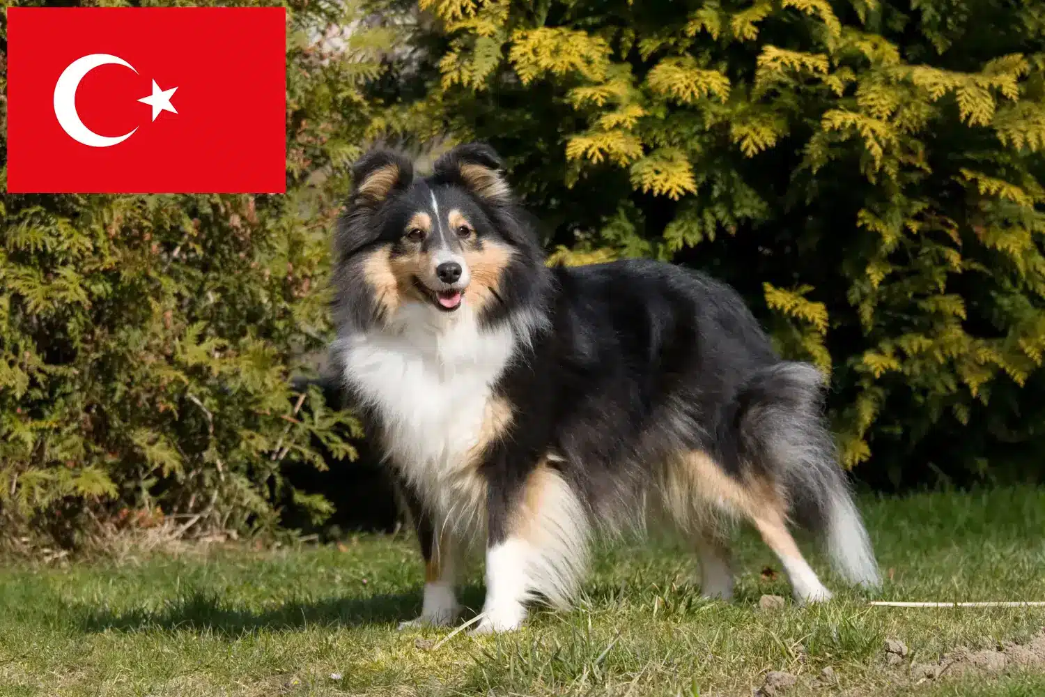 Sheltie kölykök és tenyésztők Törökország Itt találhat Shelties tenyésztőket Törökországban.