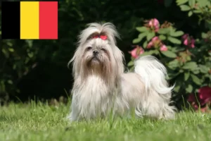 Read more about the article Shih Tzu tenyésztők és kölykök Belgiumban