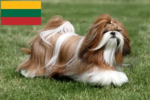 Read more about the article Shih Tzu tenyésztők és kiskutyák Litvániában