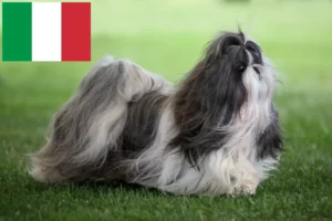 Read more about the article Shih Tzu tenyésztők és kiskutyák Olaszországban