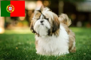 Read more about the article Shih Tzu tenyésztők és kiskutyák Portugáliában
