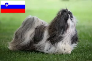 Read more about the article Shih Tzu tenyésztők és kölykök Szlovéniában