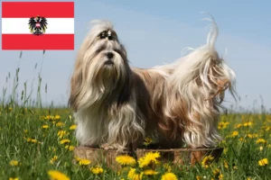 Read more about the article Shih Tzu tenyésztők és kiskutyák Ausztriában