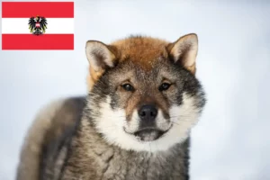 Read more about the article Shikoku tenyésztők és kiskutyák Ausztriában
