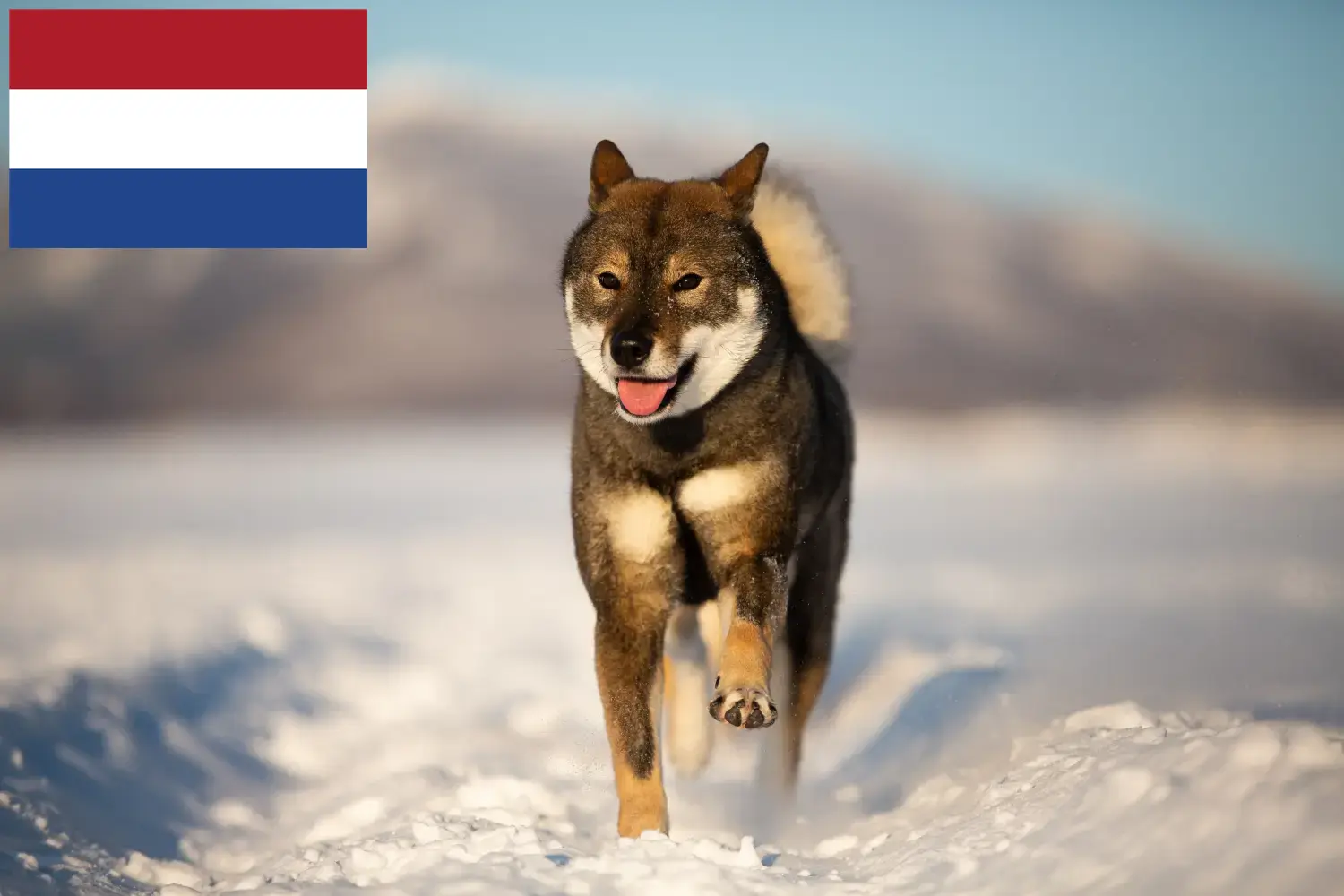 Shikoku kiskutyák és tenyésztők Hollandia Itt találhat Shikoku tenyésztőket Hollandiában.