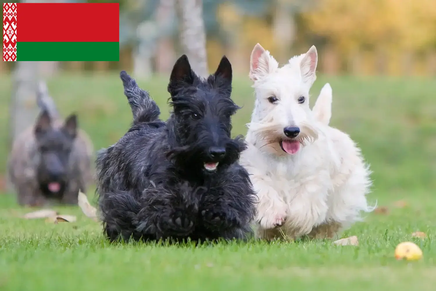 Skót terrier kiskutyák és tenyésztők Fehéroroszország Keress skót terrier tenyésztőket Fehéroroszországban.