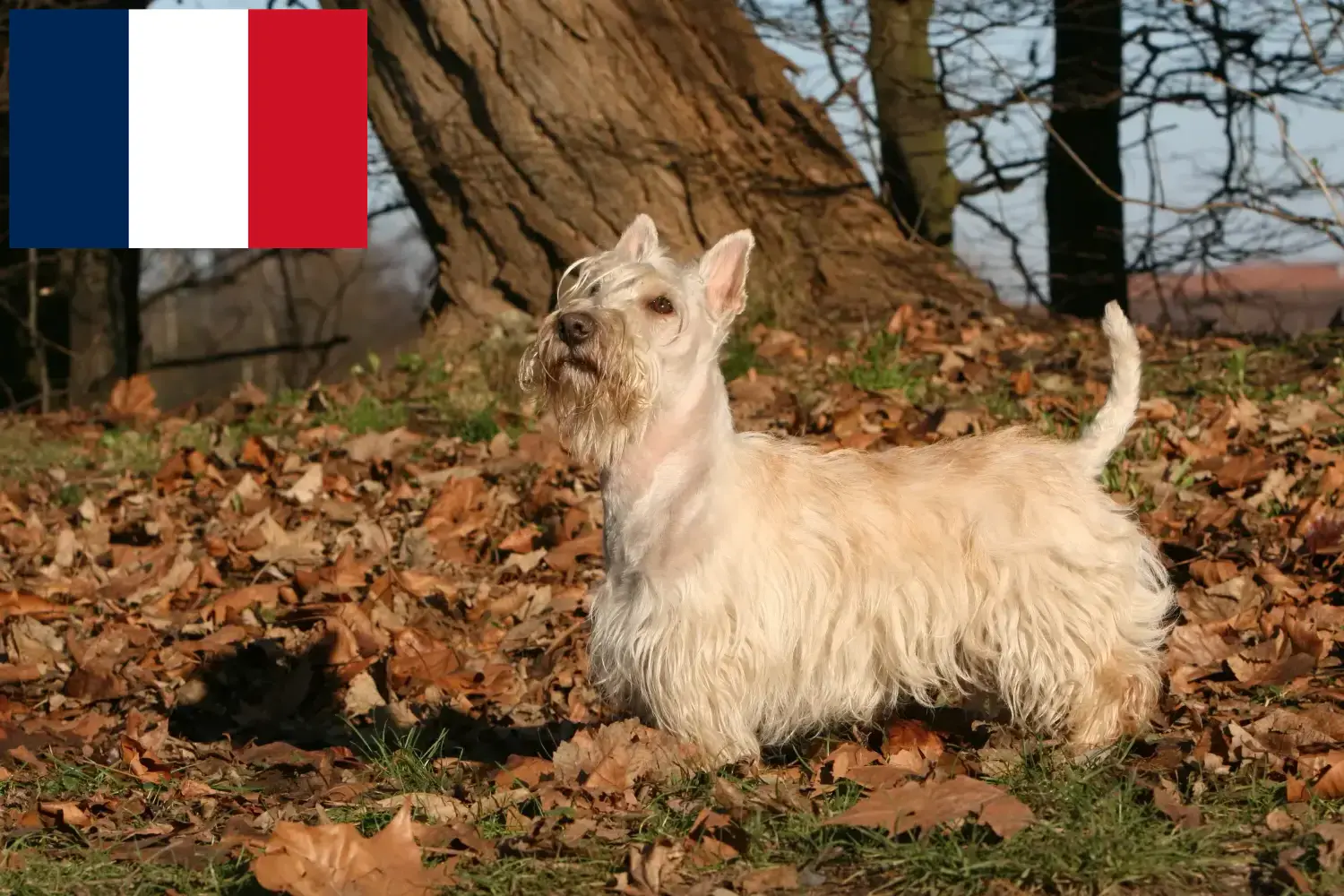 Skót terrier kölykök és tenyésztők Franciaország Franciaországi skót terrier tenyésztőket itt talál.