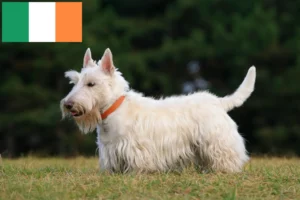 Read more about the article Skót terrier tenyésztők és kiskutyák Írországban
