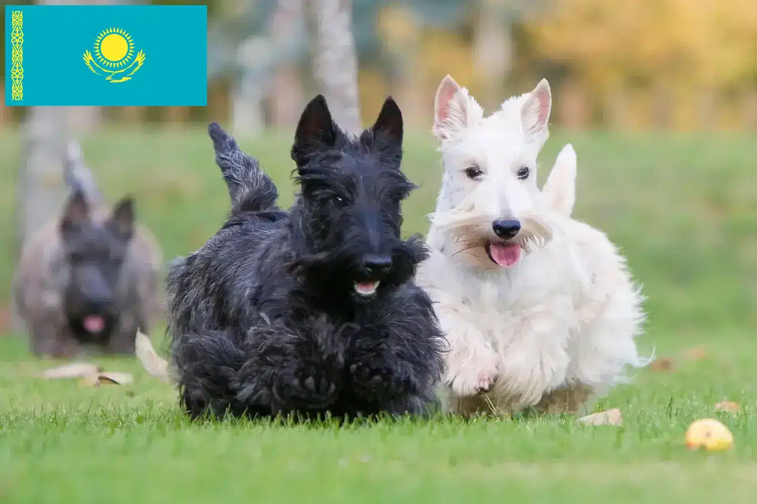 Skót terrier kiskutyák és tenyésztők Kazahsztán Keress skót terrier tenyésztőket Kazahsztánban.