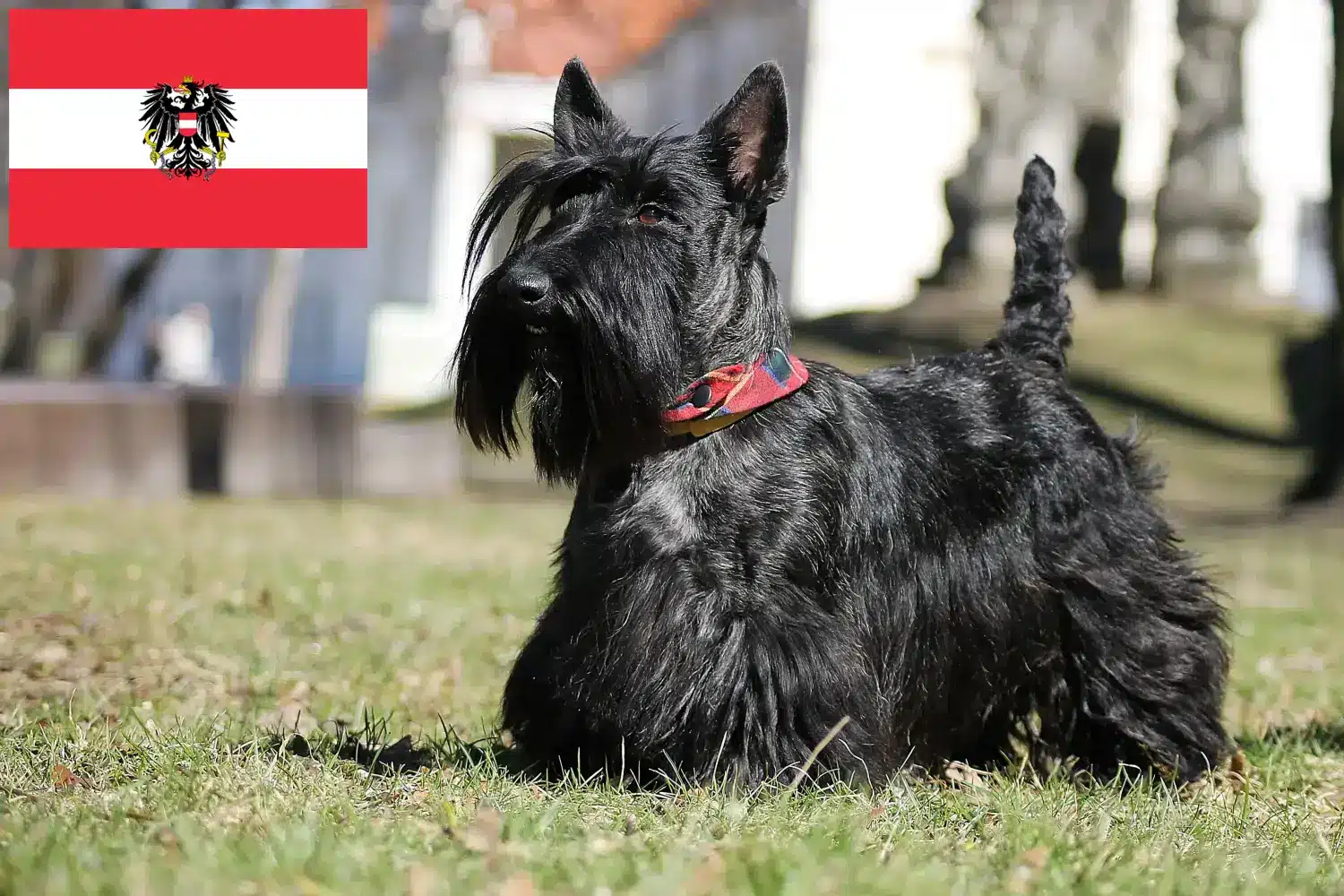 Skót terrier kölykök és tenyésztők Ausztria Itt találhat skót terrier tenyésztőket Ausztriában.