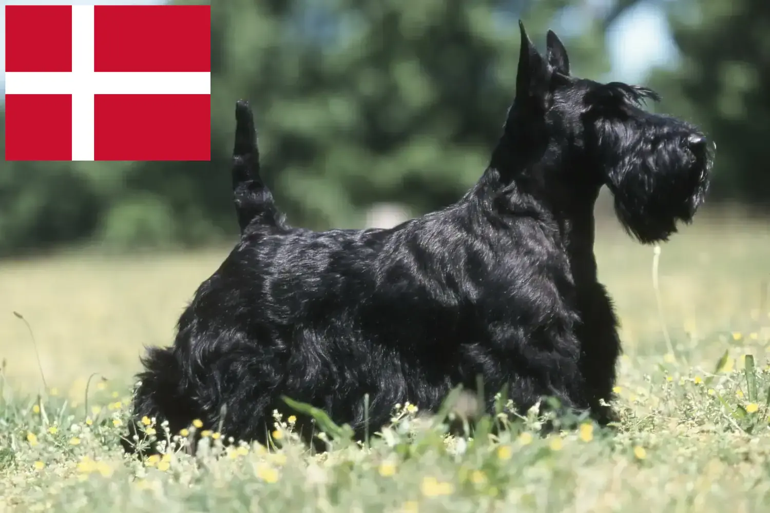 Skót terrier kiskutyák és tenyésztők Dánia Skót terrier tenyésztőket Dánia területén itt találsz.