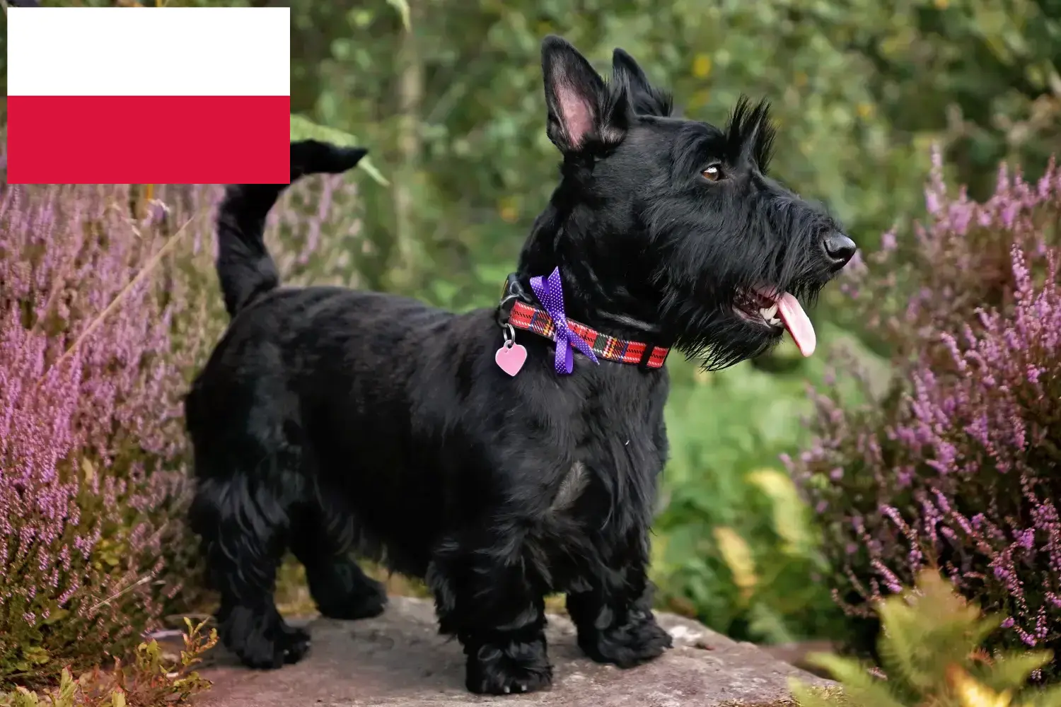 Skót terrier kiskutyák és tenyésztők Lengyelország Lengyelországi skót terrier tenyésztőket itt találsz.