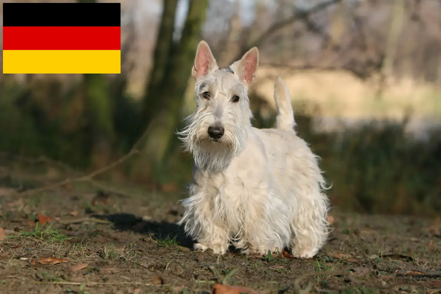 Skót terrier kiskutyák és tenyésztők Németország Itt skót terrier tenyésztőket talál Németországban.