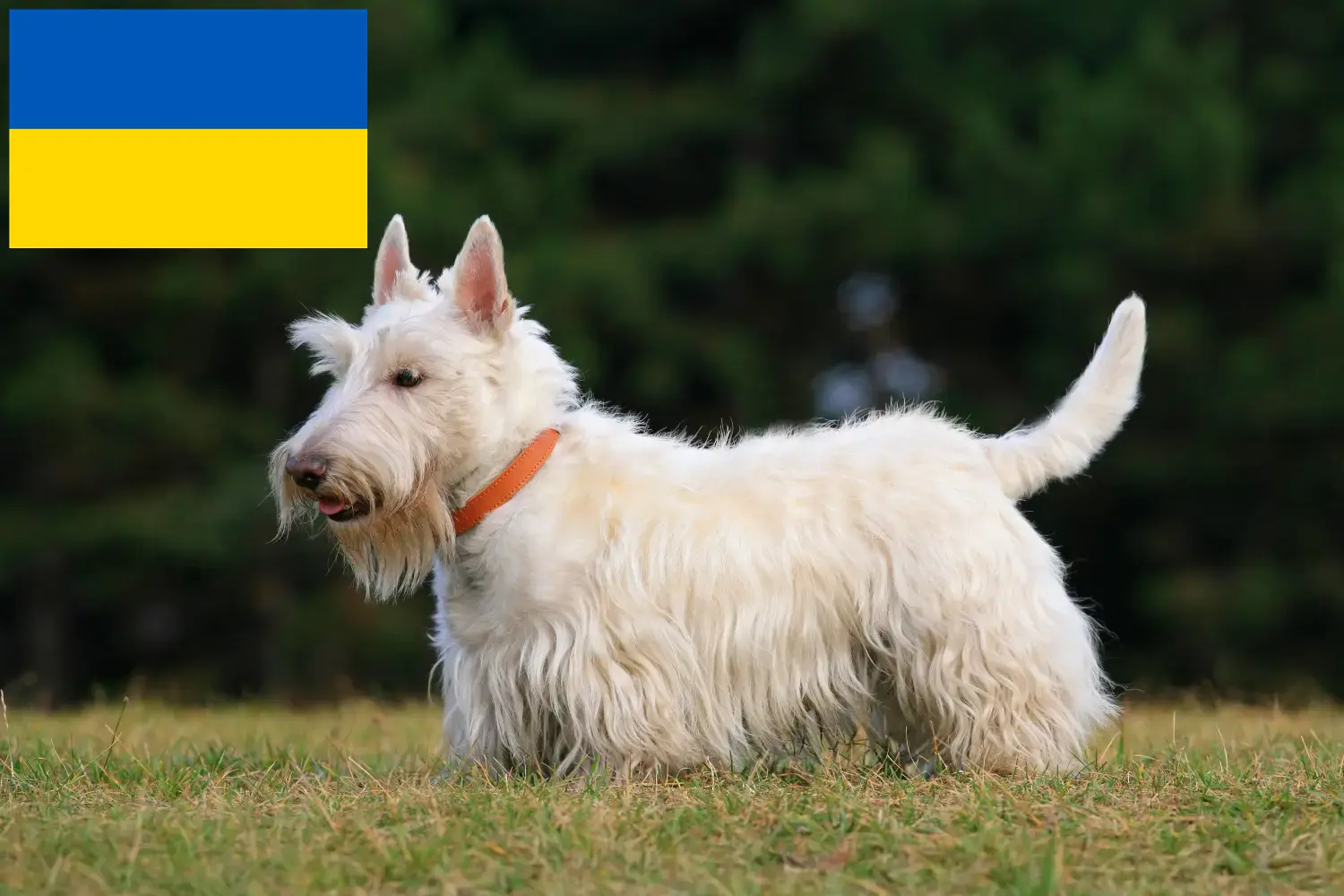 Skót terrier kölykök és tenyésztők Ukrajna Skót terrier tenyésztőket Ukrajnában itt találsz.