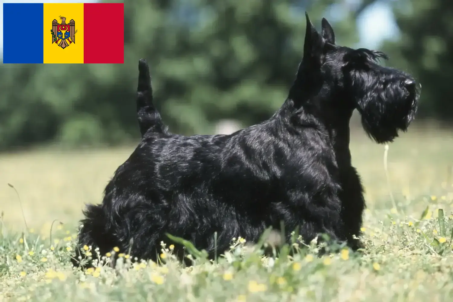 Skót terrier kiskutyák és tenyésztők Moldova Köztársaság Találj Scottish Terrier tenyésztőket Moldova Köztársaság területén.