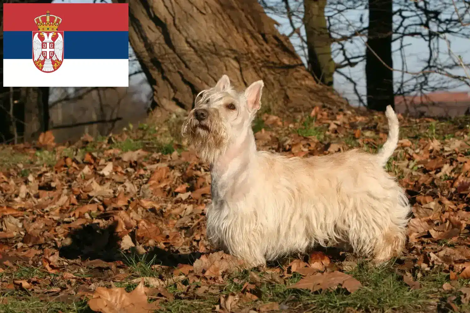 Skót terrier kiskutyák és tenyésztők Szerbia Szerbia skót terrier tenyésztőket itt találsz.