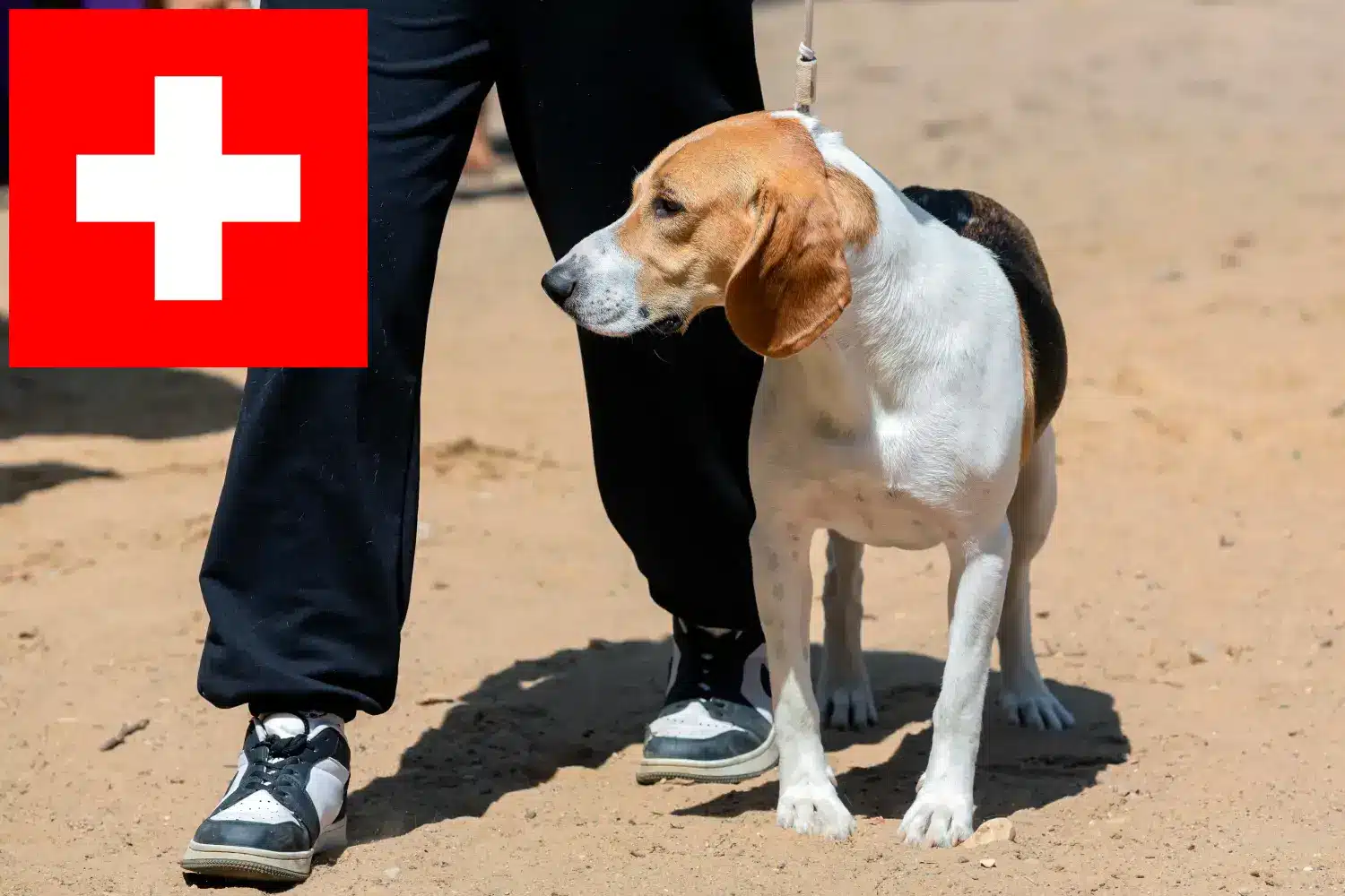 Svájci holland kutya kölykök és tenyésztő Svájc Itt talál svájci lowlandi kutyatenyésztőket Svájcban.