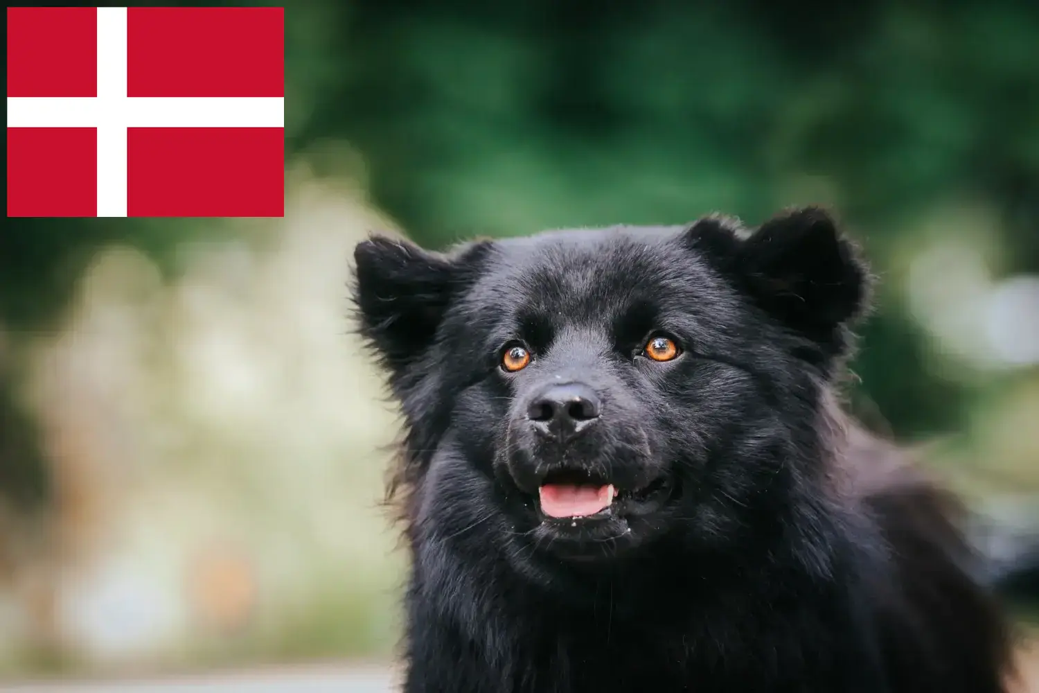 Svéd Lapphund kiskutyák és tenyésztők Dánia Dániai svéd lapphund tenyésztőket itt talál.