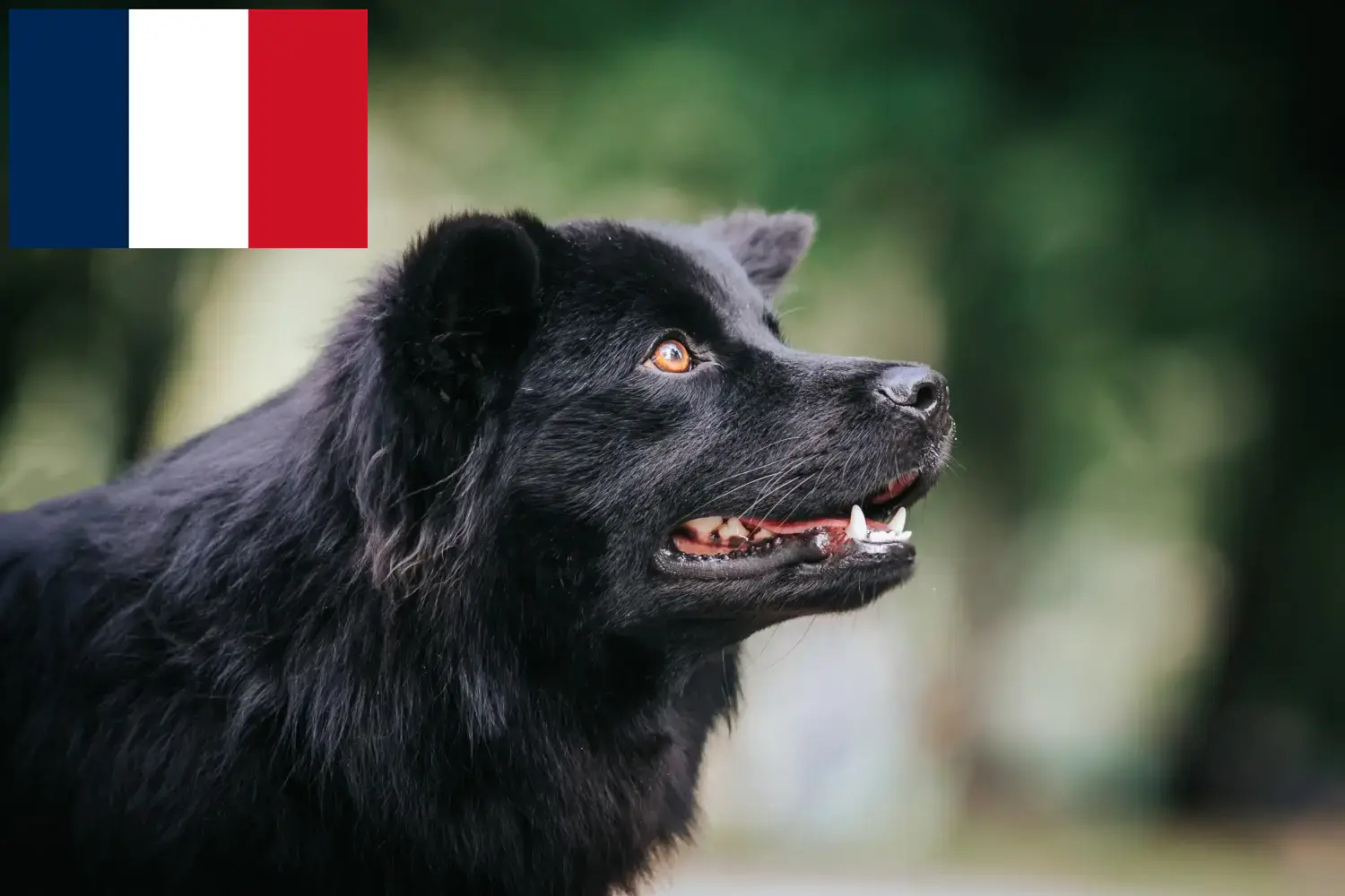 Svéd Lapphund kölykök és tenyésztők Franciaország Svéd Lapphund tenyésztőket Franciaországban itt talál.