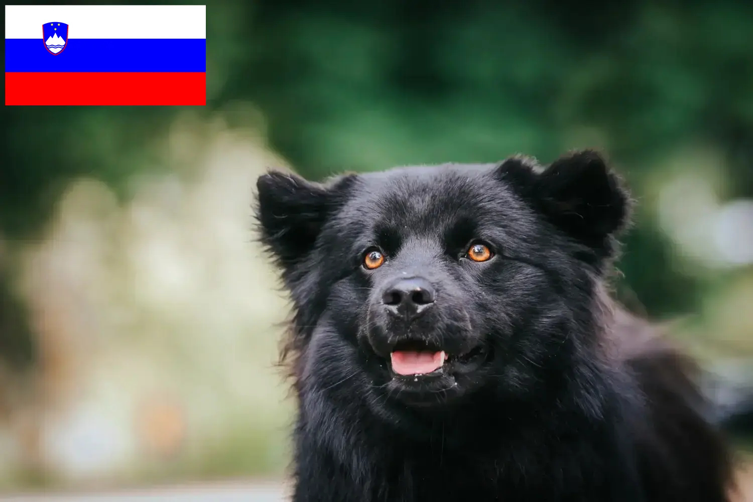 Svéd Lapphund kiskutyák és tenyésztők Szlovénia Szlovéniai svéd lapphund tenyésztőket itt talál.