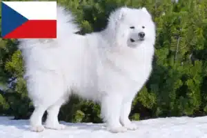 Read more about the article Szamojéd tenyésztők és kölykök Csehországban