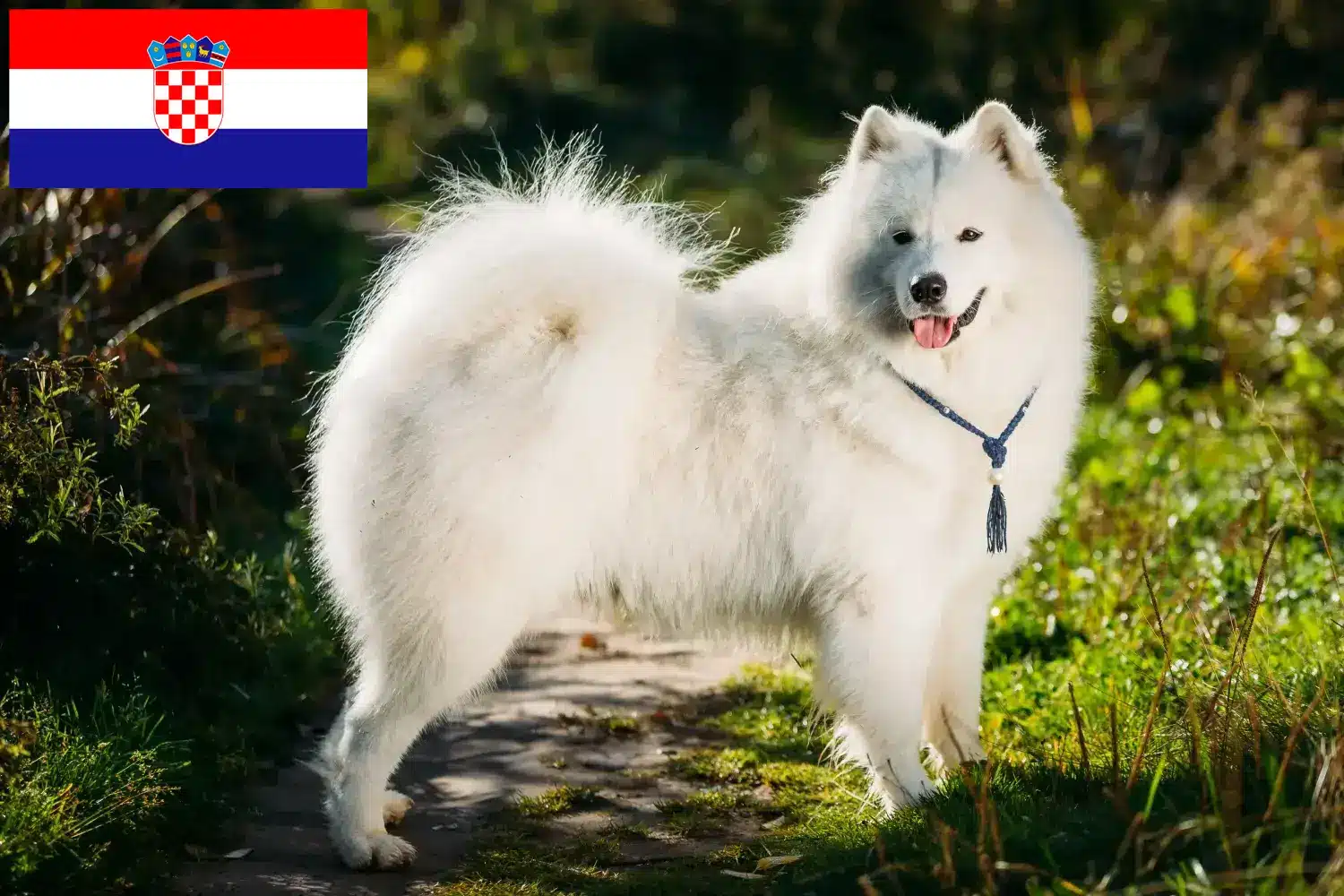 Szamojéd kiskutyák és tenyésztők Horvátország Itt találhat szamojéd tenyésztőket Horvátországban.