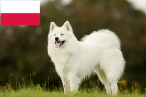 Read more about the article Szamojéd tenyésztők és kiskutyák Lengyelországban