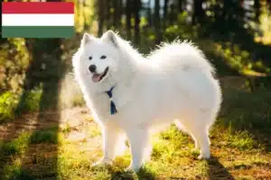 Read more about the article Szamojéd tenyésztők és kölykök Magyarországon
