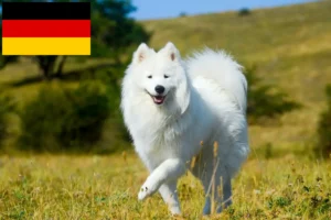 Read more about the article Szamojéd tenyésztők és kölykök Németországban