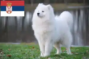 Read more about the article Szamojéd tenyésztők és kölykök Szerbiában