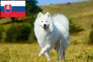 Read more about the article Szamojéd tenyésztők és kölykök Szlovákiában