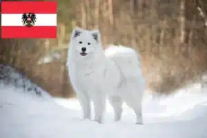 Read more about the article Szamojéd tenyésztők és kölykök Ausztriában