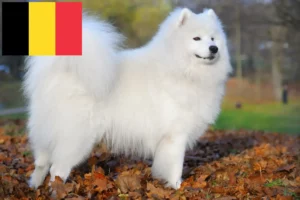 Read more about the article Szamojéd tenyésztők és kölykök Belgiumban